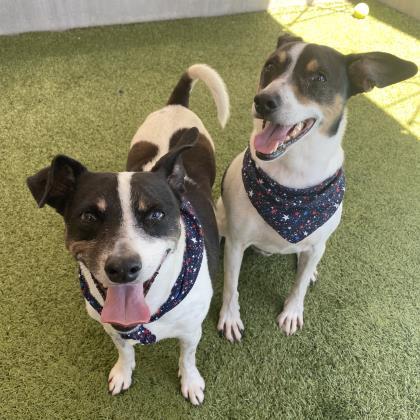 Featured Fosters - Pam & Big Boy