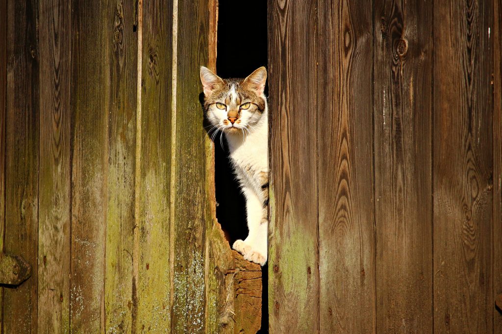 Great Plains SPCA Barn Cat Program