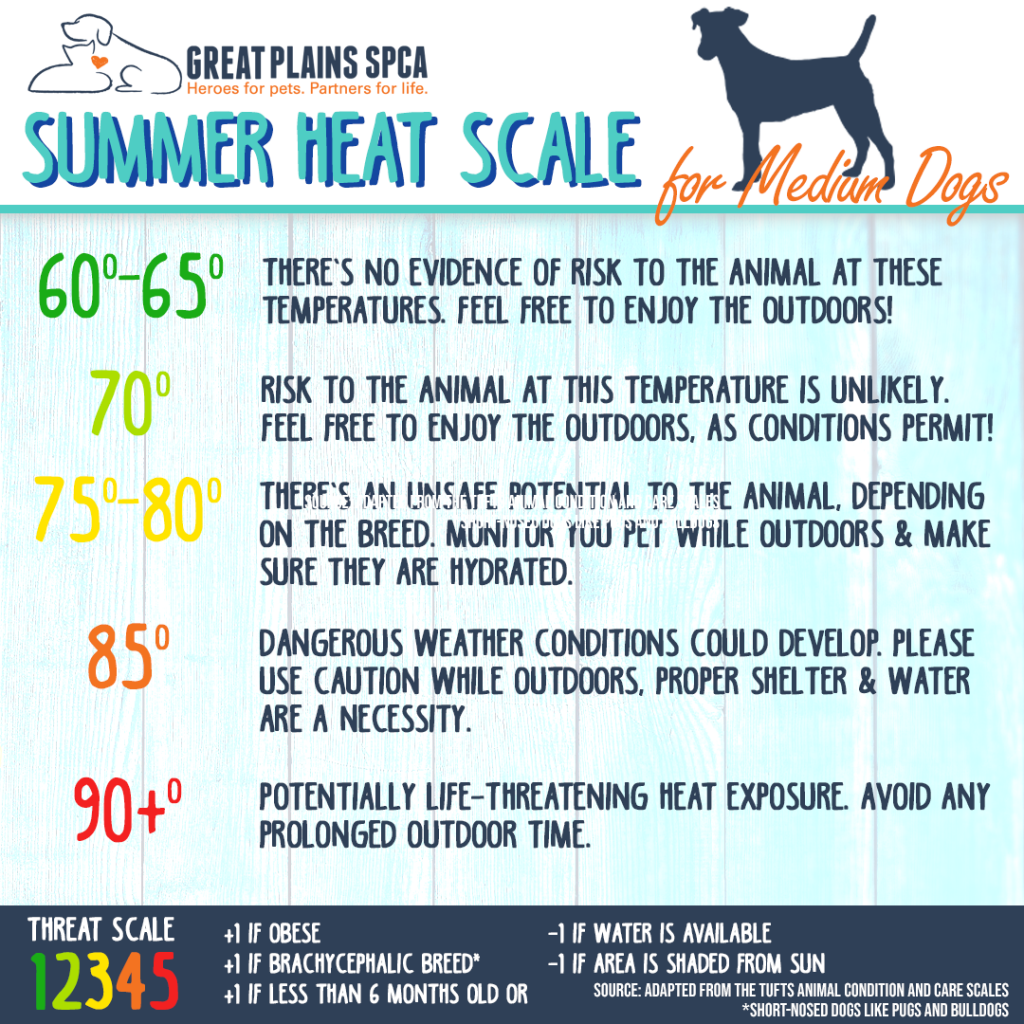 Heat safety scale for medium dogs