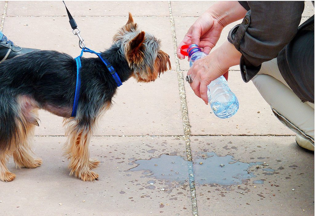 Heat safety scale for small dogs