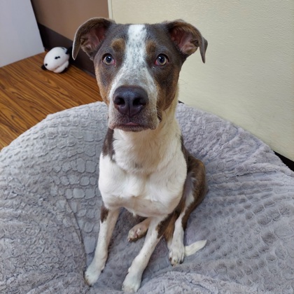 Featured Foster - Cash