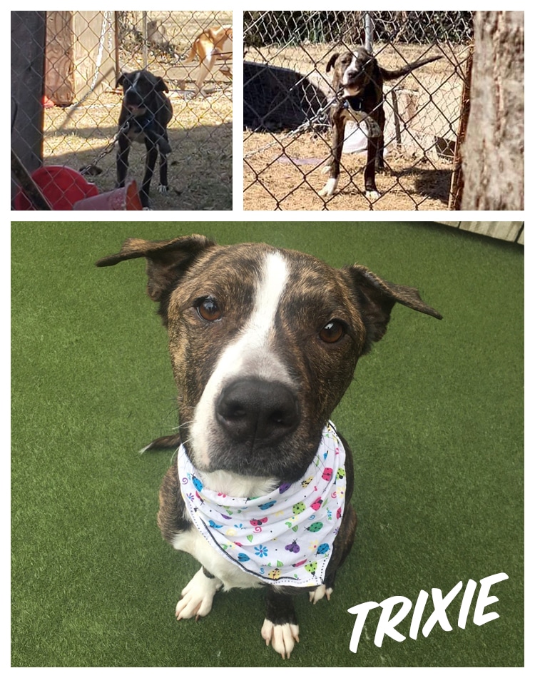 Help rescued pup Trixie find her furever home!