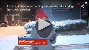 Local animal shelter helping temporarily take in dogs from cold weather