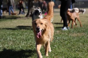 Shawnee Mission Post - Johnson County animal shelters expect influx of lost pets on Fourth of July weekend — here’s why