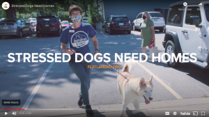 flatland kc-stressed dogs