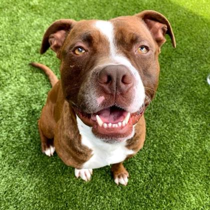 Adoptable Dogs