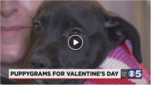 Puppygrams feature on KCTV5