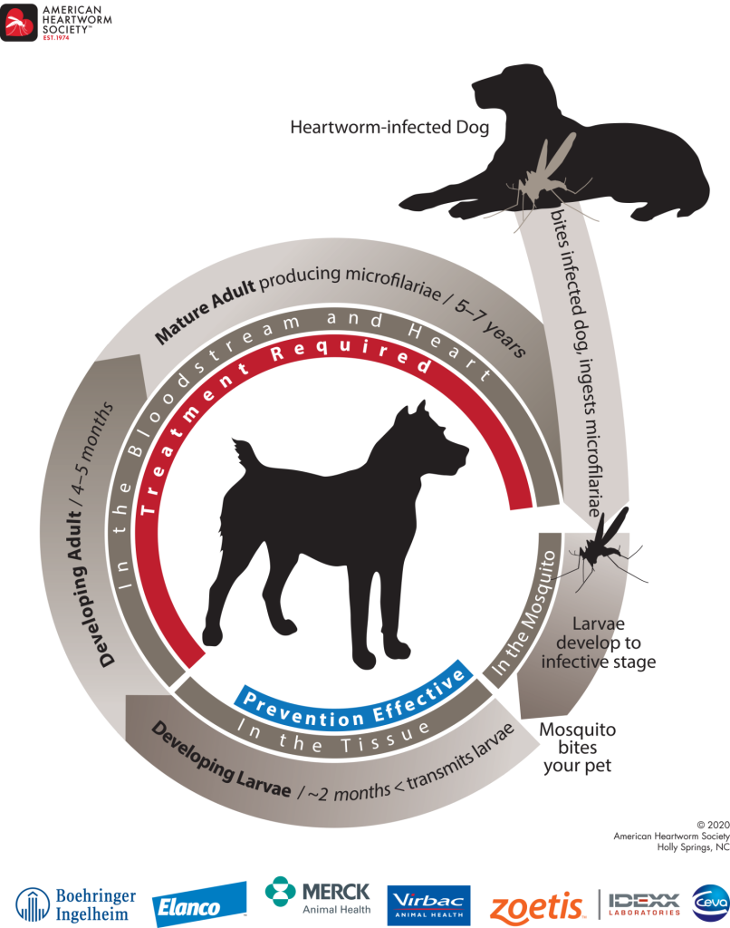 American Heartworm Society - 2020 Heartworm Cycle - Dog