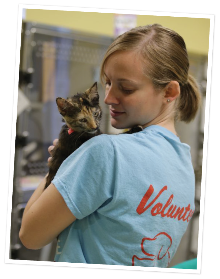 Corporate Volunteer Experience - Feline