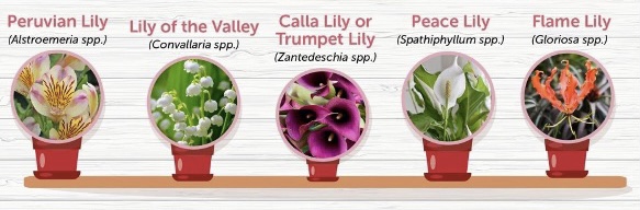 Non-toxic Lilies (image source ASPCA Animal Poison Control Center)