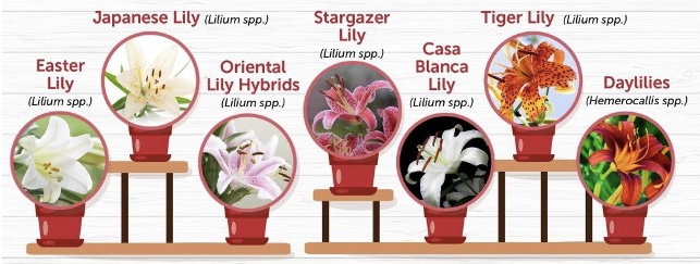 Toxic Lilies (image source ASPCA Animal Poison Control Center)