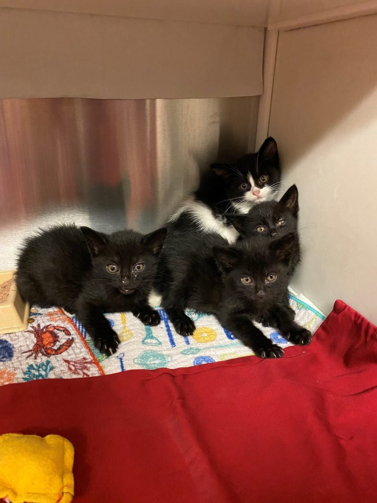 Feral kittens found in vacant house by HERO Team