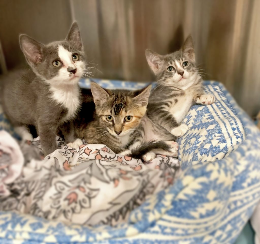 Seven kittens arrived at our shelter two weeks ago with the help of our dedicated HERO outreach team. Four of these kittens were showing signs of illness, potentially an upper respiratory infection.