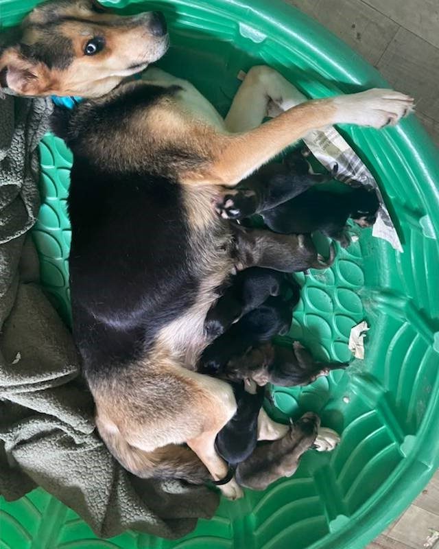 Marge and her puppies