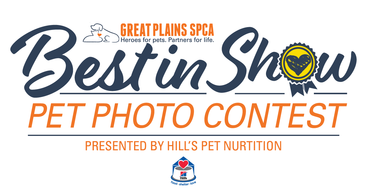 Best In Show Pet Contest