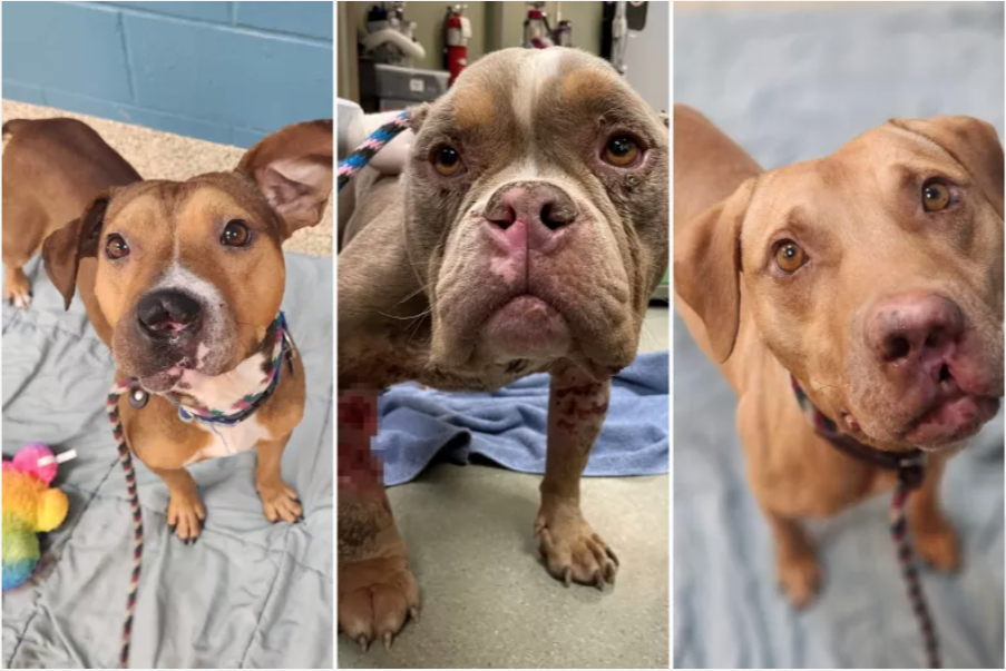 After being seized from their previous owner due to animal cruelty, three dogs have had to wait more than a year before they could finally be put up for adoption.
