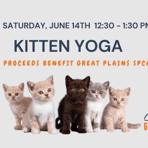 darling yoga kitten yoga