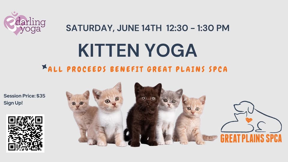 darling yoga kitten yoga