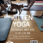 Kitten Yoga (Instagram Post (45))-2